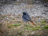 Hausrotschwanz Männchen